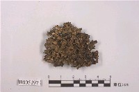 藏品(梅衣屬 )的圖片